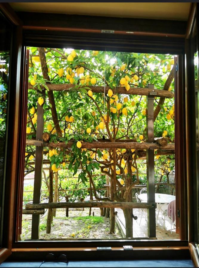 Il Limoneto Di Teresa Amalfi Coast Daire Maiori Dış mekan fotoğraf
