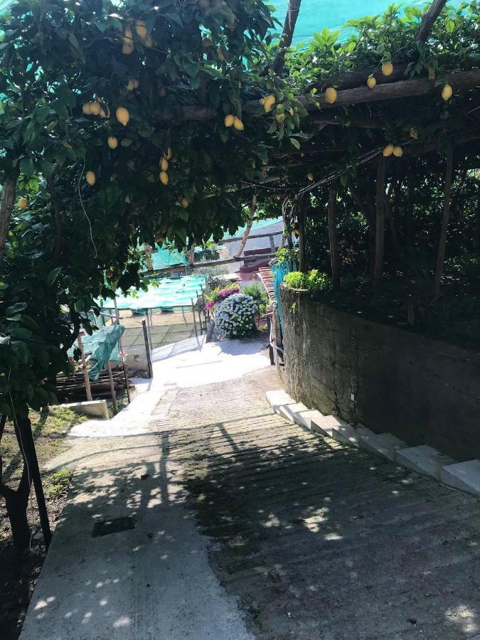 Il Limoneto Di Teresa Amalfi Coast Daire Maiori Dış mekan fotoğraf
